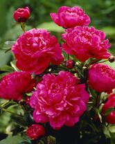 Без бренда «2KMB-4036» в Махачкала