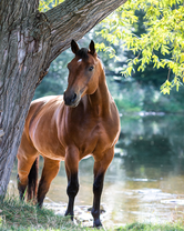 Без бренда «Лошадь у дерева» в Махачкала