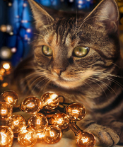 Без бренда «2KXSB-0678» в Махачкала