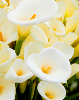 Без бренда «Коробка 20 шт: Белые каллы» в Махачкала