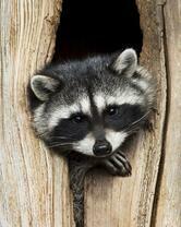 Без бренда «Енот в дупле» в Махачкала