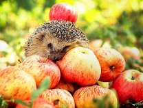 Милый ёжик на урожае яблок