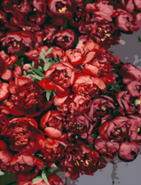 Букет багровых пионов