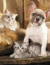 Без бренда «Милый щенок французского бульдога и два котёнка» в Махачкала в интернет-магазине  Без бренда «Милый щенок французского бульдога и два котёнка» в Махачкала