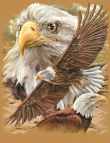 Белоголовые орлы