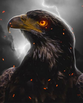 Черный орел и молнии