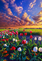 Без бренда «Поле тюльпанов под облачным небом» в Махачкала